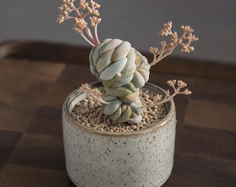Crassula alstonii, Rare plant 3" pot, Succulent Lover Gift