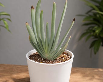 Aloe plicatilis, Rare plant 3" pot, Succulent Lover Gift