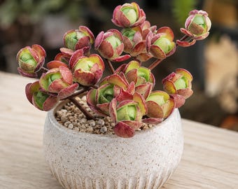 Aeonium saundersii pinheads, Rare plant 3" pot, Succulent Lover Gift