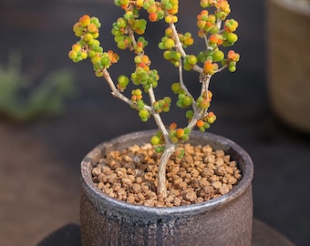 Drosanthemum albifloru m, Rare plant 3" pot, Succulent Lover Gift