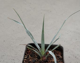 Yucca rostrata, Rare caudex plant 3" pot, Succulent Lover Gift