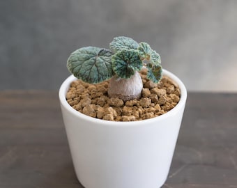 Pelargonium Barkly,i, Rare caudex plant 3" pot, Succulent Lover Gift