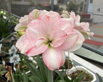Pink White Light Amaryllis Flower Bulbs | Lily Flower| Hippeastrum Plant