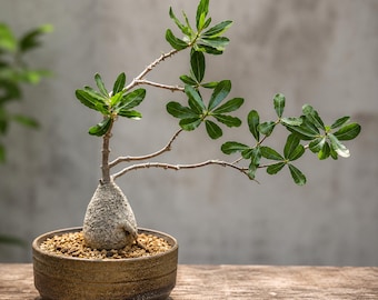 Fockea edulis, Rare caudex plant 3" pot, Succulent Lover Gift