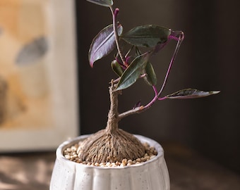 Petopentia natalensis, Rare caudex plant 3" pot, Succulent Lover Gift