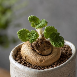 Sinningia bullata, sällsynt caudex planta 3" kruka, Suckulent Lover Gift