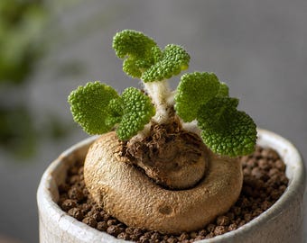 Sinningia bullata, Rare caudex plant 3" pot, Succulent Lover Gift