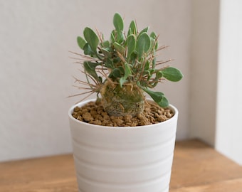 Othonna Euphorbioides, Rare caudex plant 3" pot, Succulent Lover Gift