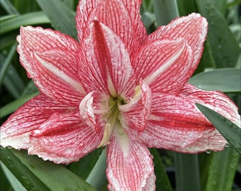 Red Pink Light Amaryllis Flower Bulbs | Hippeastrum Lily Bulbs