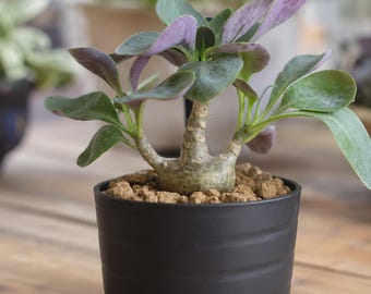 Othonna triplinervia, Rare caudex plant 3" pot, Succulent Lover Gift