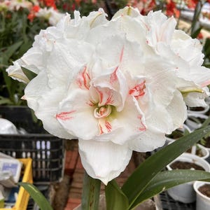 Peut inclure: Gros plan sur une grande fleur d'Amaryllis blanche entièrement épanouie avec de délicates veines rouges. La fleur a de multiples couches de pétales froissés et est entourée de feuilles vertes. L'image est bien éclairée, mettant en valeur les détails complexes de la fleur.