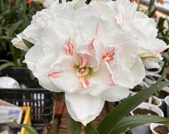 White Orange Light Amaryllis Flower Bulbs | Hippeastrum Lily Bulbs