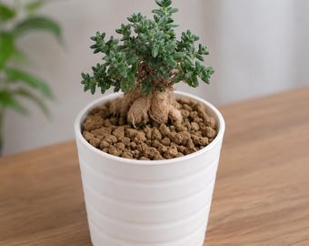 Trichodiadema bulbosum, Rare caudex plant 3" pot, Succulent Lover Gift