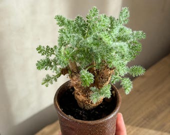 Pelargonium appendiculatu.m, Rare caudex plant 3" pot, Succulent Lover Gift