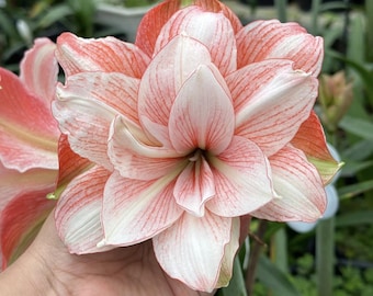 Orange Pink Light Amaryllis Flower Bulbs | Hippeastrum Lily Bulbs