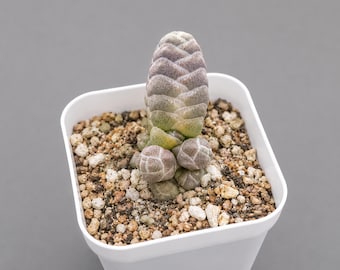 Crassula barklyi, Rare plant 3" pot, Succulent Lover Gift
