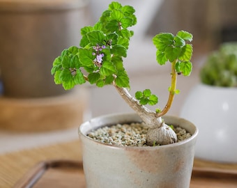 Plectranthus ernstii, Rare caudex plant 3" pot, Succulent Lover Gift