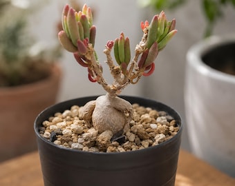 Delosperma bosseranum, Rare caudex plant 3" pot, Succulent Lover Gift