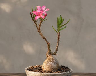 Pachypodium succulentum, Rare caudex plant 3" pot, Succulent Lover Gift