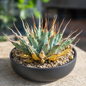 Agave utahensis var. eborispina, pot de plante rare de 3", cadeau d'amant de succulentes