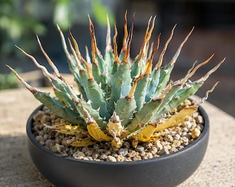 Agave utahensis var. eborispina, Rare plant 3" pot, Succulent Lover Gift