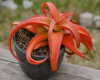 Aloe vanbalenii, Rare plant 3" pot, Succulent Lover Gift