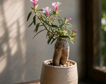 Pachypodium bispinosum, Rare caudex plant 3" pot, Succulent Lover Gift