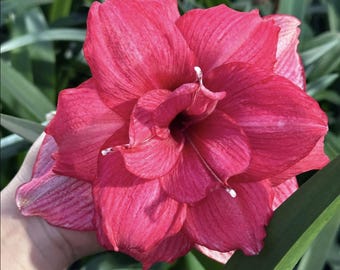 Pink Light Amaryllis Flower Bulbs | Hippeastrum Lily Bulbs