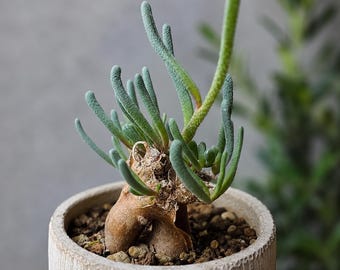 Phyllobolus tenuiflorus, Rare caudex plant 3" pot, Succulent Lover Gift