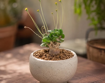 Othonna intermedia, Rare caudex plant 3" pot, Succulent Lover Gift