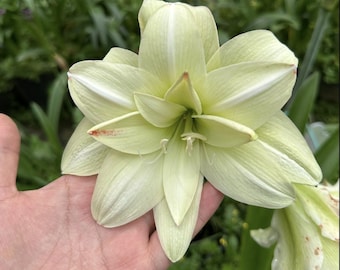 Green Light Amaryllis Flower Bulbs | Hippeastrum Lily Bulbs