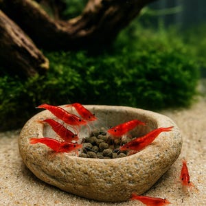 May include: A group of vibrant red shrimp gathered around a stone bowl filled with small, dark pellets. The shrimp, with their translucent bodies and long antennae, are the focal point against a backdrop of green aquatic plants and a sandy substrate. The scene evokes a sense of underwater life.