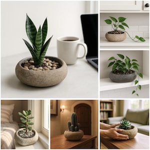 May include: An assortment of potted plants, including a snake plant, pothos, succulent, cactus, and a small succulent, each in a decorative stone-like pot. The plants are displayed in different indoor settings, such as a desk, windowsill, and shelf.