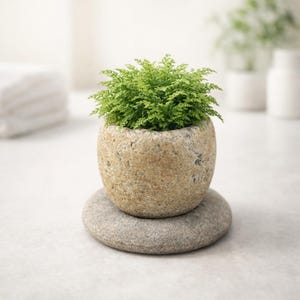 May include: A small, round, light-brown stone pot filled with a vibrant green plant, resting on a smooth, gray stone. The pot has a textured surface, and the plant has delicate, fern-like leaves. The background is blurred, with white objects.