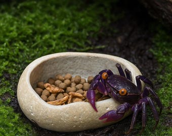 Ciotola per granchi vampiro – Ciotola per cibo in pietra naturale per granchi e nano terrari / Mini ciotola di ciottoli / Decorazione bioattiva per terrari