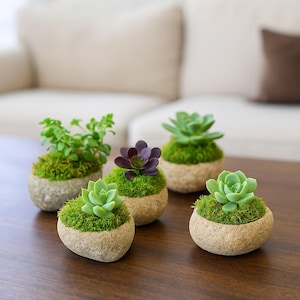 May include: Five small succulent plants in stone-like pots. The plants feature various shades of green and purple, set against a backdrop of green moss. The pots are arranged on a dark wooden surface, creating a natural, earthy aesthetic.