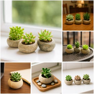 May include: A collection of small, potted succulents in various shades of green and pink. The plants are in round, stone-like pots. The image showcases the succulents in different settings, including a windowsill and a wooden tray.