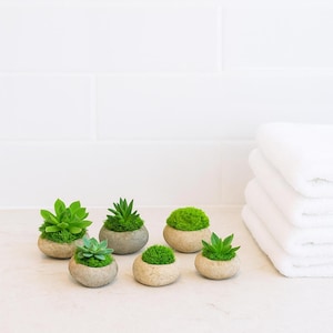 May include: Six small succulent plants in rounded, stone-like pots. The plants feature various shades of green foliage, including succulents and moss. The pots are arranged on a light-colored surface, with a stack of white towels in the background.