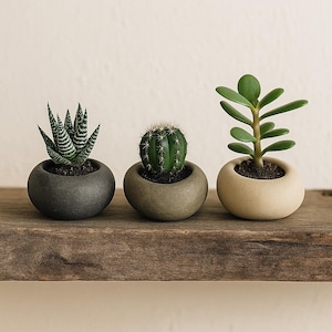 May include: Three small potted succulents sit on a wooden shelf. The plants include a zebra plant, a cactus, and a jade plant. The pots are round and in shades of gray and beige. The shelf is made of dark wood.