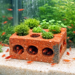 May include: A red brick aquarium decoration with multiple holes and circular openings. The brick is topped with green plants and houses small red shrimp. The aquarium is filled with water and sand.