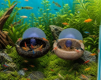 Bucephalandra Midnight Blue - Live Aquatic Plants - Only Plants