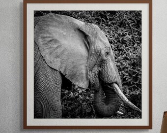 Black White Elephant Art for Nursery Kids Room Decor Digital Download Wildlife Photo Fine Art Nature Print Square Format Wall Decor Fine Art