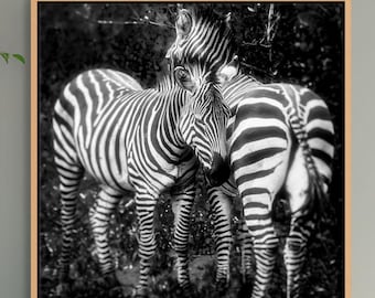 African Zebra Wildlife Print Nature Wall Art Decor Living Room Safari Style Black White Modern Design Home Office Art Wildlife Photograph