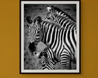 Zebra Wall Art Art Safari Decor Decor African Animals Animals Wildlife Photography Photography Fine Art Art Framed Print Print Black White