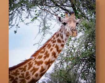 Instant Download Printable Giraffe Photo Wall Art Digital Download Wall Art Home Decor Living Room Nursery Safari Wall Gallery Nature Print