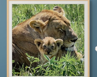 Lion Cub Home Decor Lion Photo Wall Art Office Nursery Gallery Living Room Print Nature Digital Download African Wildlife Fine Art Photo