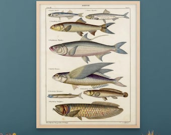 Vintage Herring Fish Posters Rolled Wall Art Prints Nautical Decor Marine Biology Art Ocean Theme Wall Decor