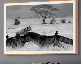 Lion Photo B&W Wall Art African Wildlife Home Office Decor Safari Theme Living Room Nursery Wall Gallery Print Nature Fine Art Photography