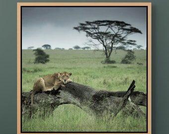 Lion Photo Digital Download Cat Wall Art Home Decor Office Nursery Gallery Living Room Print Nature African Wildlife Fine Art Cat Photograph