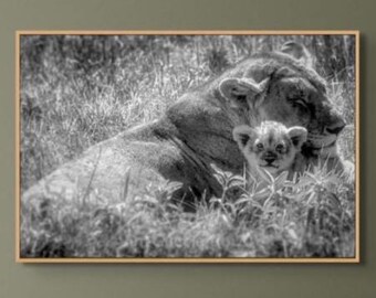 Lion Cub Photograph Wall Art For Nursery Room Decor Wildlife Print Black White Nature Photography Fine Art Home Decor Big Cat Lover Gift For
